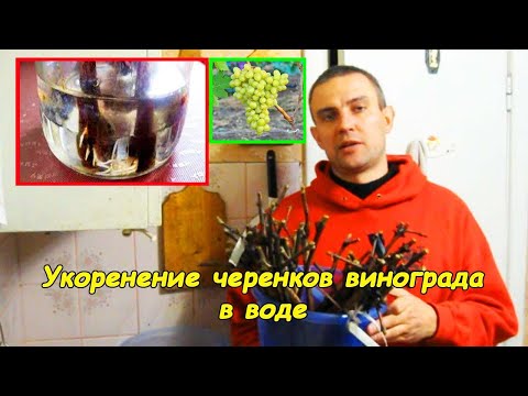 Video: Жүзүм сабагы менен кантип суу издөөгө болот