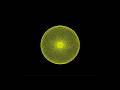 mandala art #coding#code#python#programming#javascript#webdevelopment#viral#viralshorts#shorts#art