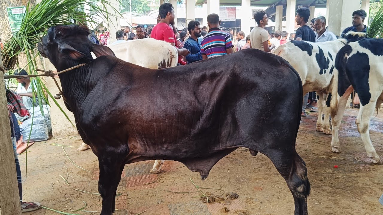 ১৯/১০/২৪  হঠাত করে ষাঁড় বাছুরের দাম কম হয়েগেছে। সাতমাইল গরুর হাটে।