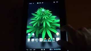 My Ganja Plant Live Wallpaper for Android screenshot 1