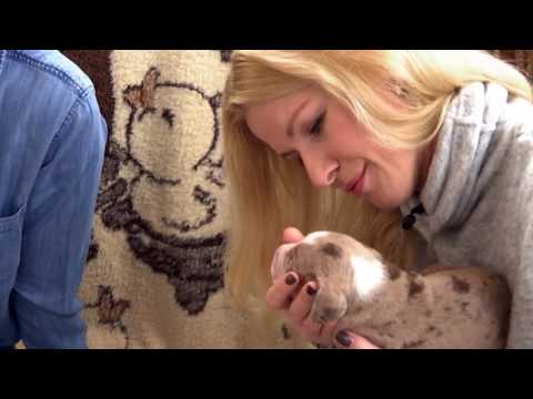 Video: Ako Kúpiť Psa