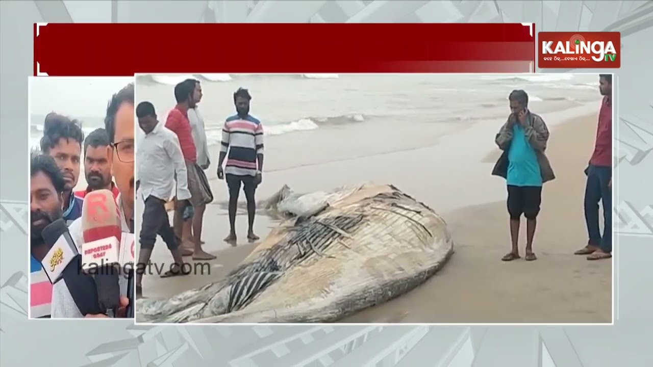 Giant 20-Foot Fish Found in Paradeep Sea Draws Local Crowds | Kalinga TV