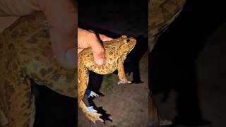 Bonk Bonk the frogs funny | Bullfrog and Toad funny fly or jump | Animal for fun | Funny Frog