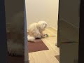 [ASMR]ドアの隙間から出るおもちゃの紐に興奮する猫#ねこ #cat #ナッツ #shorts