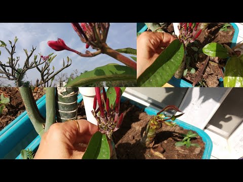 चंपा को गमले में उगाने का तरीका👉 Plumeria growing method in pots / Summer flowering plants