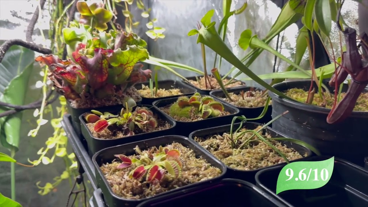 Vivosun Grow Tent Review 