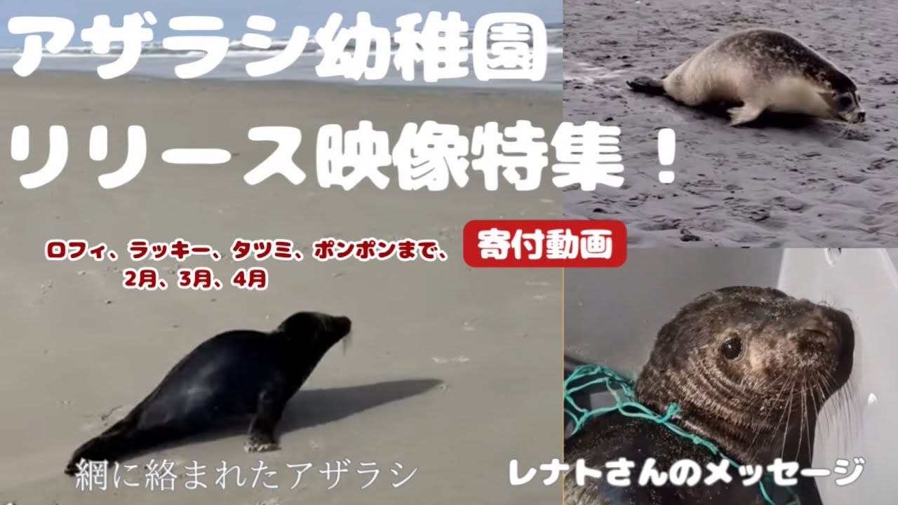 卒園シーンまとめ🌸 ロフィからタツミまで🦭アザラシ幼稚園レナトさんの大事なメッセージ