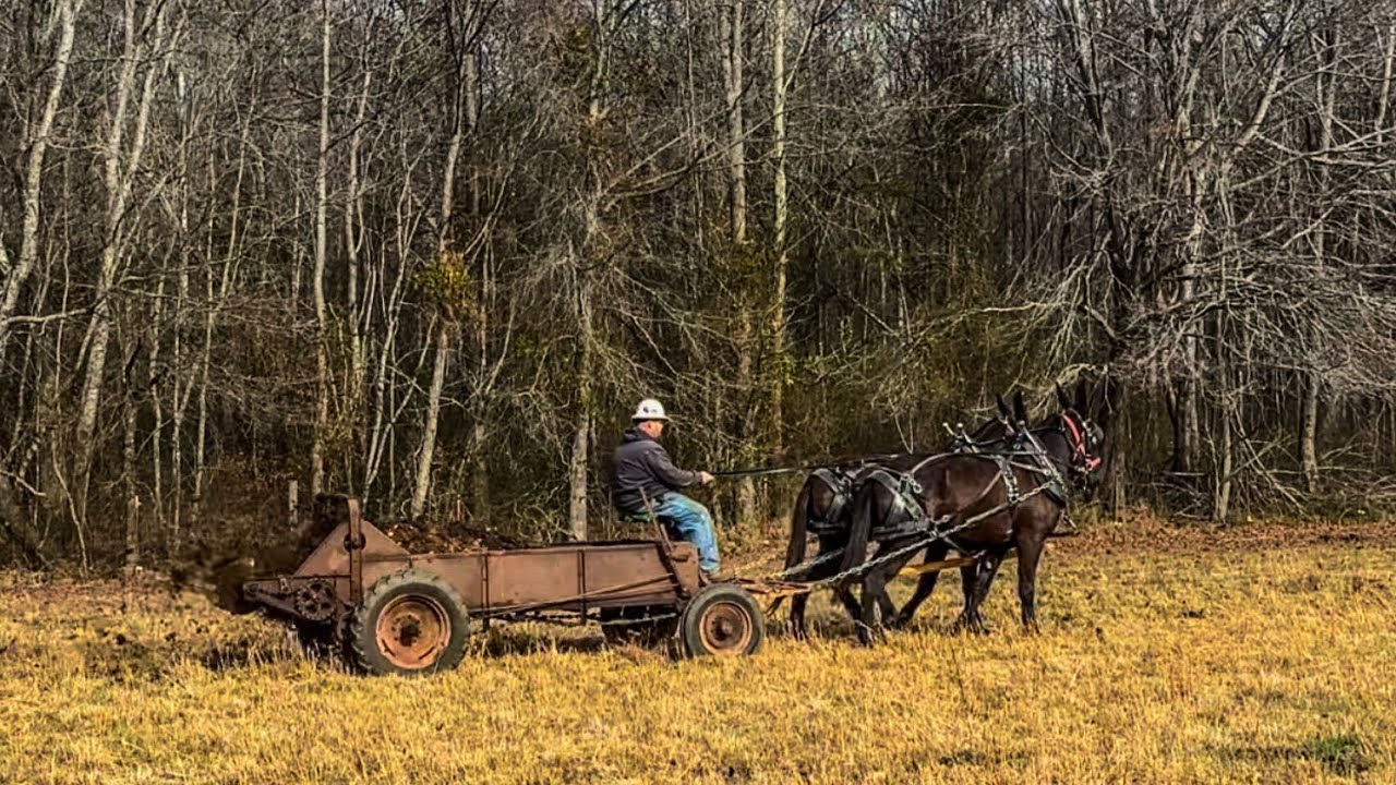 Mule Poop Training session with YOUNG MULES on the MANURE SPREADER. #284 #mules # ...