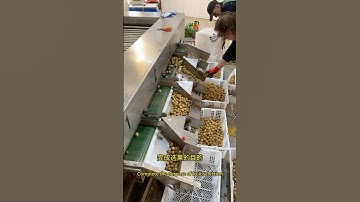 Vegetable and fruits roller grading machine automatic roller sorting machine #gradingmachine