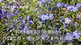 はじめてのベロニカオックスフォードブルー基本の育て方5つのポイント Youtube はじめてのベロニカオックスフォードブルー基本の育て方5つのポイント Youtube