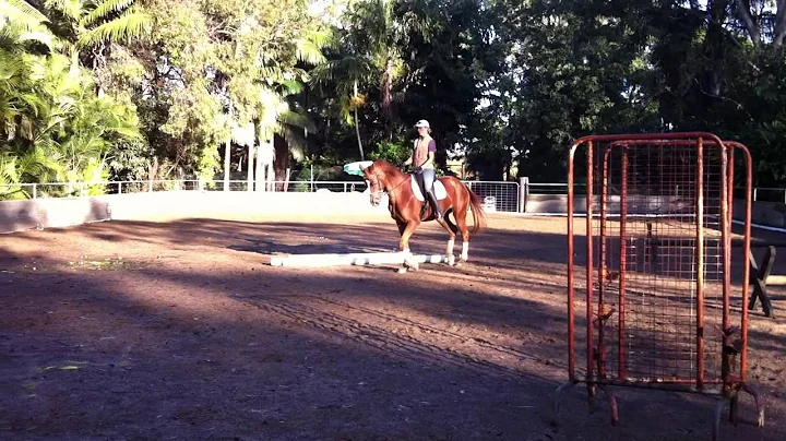 Susan Veal - Riding Bounce