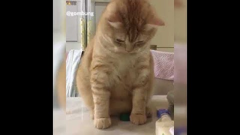 | 9GAG | Error 404 cat.exe has stopped working