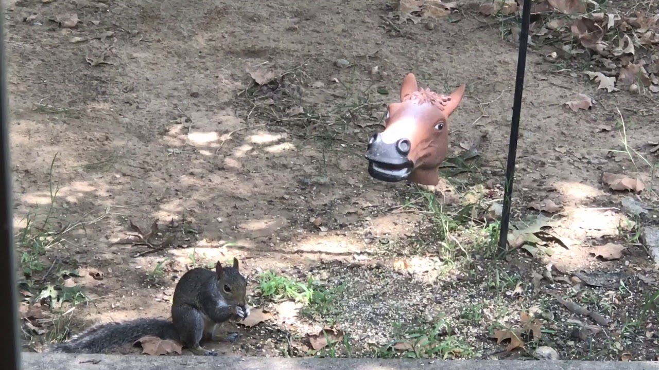 Squirrels and the horse head feeder YouTube