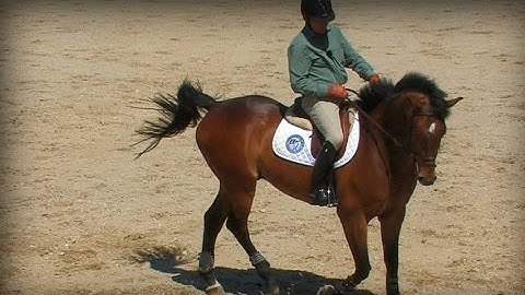How To Use the Indirect Rein Aid Correctly on Your Horse