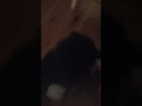 Killy Willy Dancin Krono Remi Poppy 3 2