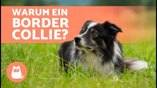 5 Vorteile Und Nachteile Der Adoption Eines Border Collie
