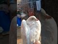 #white Pigeon #vecna