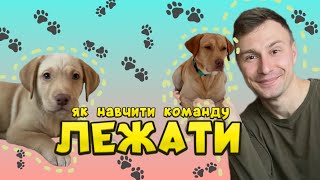 видео: Лежати! Як навчити команду Лежати? Як навчити собаку Лежати? картинка: Лежати! Як навчити команду Лежати? Як навчити собаку Лежати?