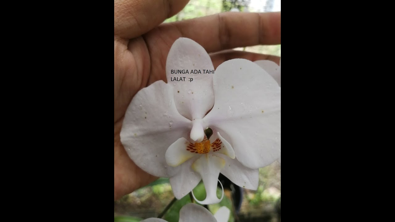 SIRAM AIR PADA BUNGA SALAH SATU PUNCA IA CEPAT GUGUR DAN BERTAHI LALAT