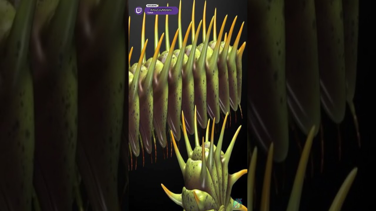 Así eran los curiosos Amynilyspes crescens🐛😮 