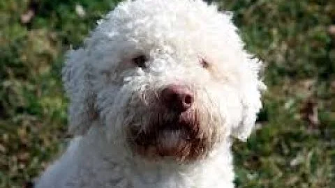 In che periodo si trova il tartufo nero?