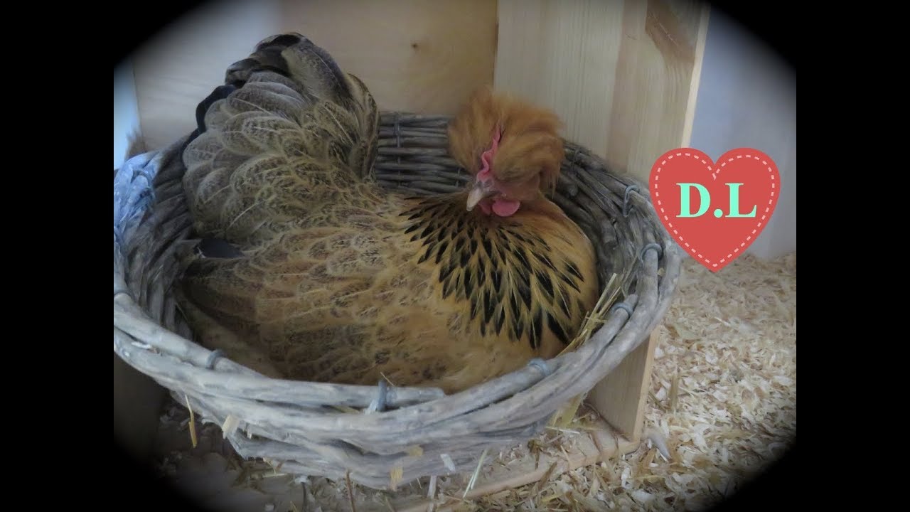 Das Huhn legt das erste Ei ! YouTube Das Huhn legt das erste Ei ! YouTube