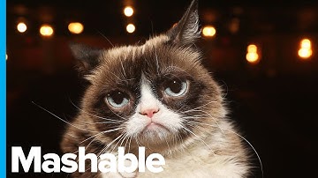 Grumpy Cat, the Viral Internet Sensation, is Dead at 7