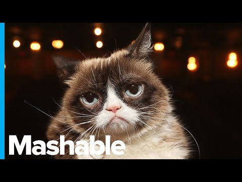 grumpy-cat,-the-viral-internet-sensation,-is-dead-at-7
