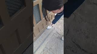 Cat Reaches Paw Under Door for Handshakes