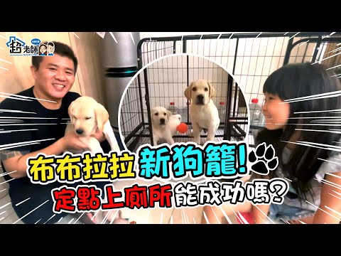 狗狗亂尿尿！買新籠子訓練狗狗定點上廁所 希望能成功？！【超老師】