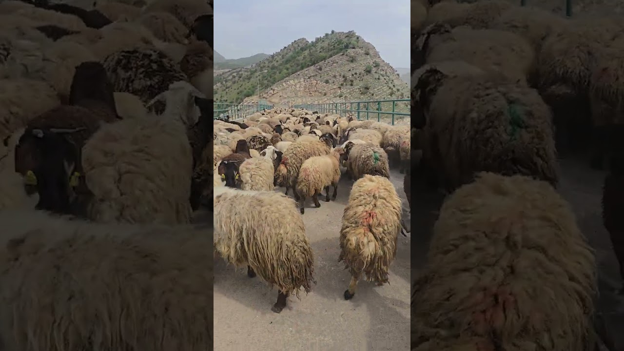 Şırnak uludere Işık veren  