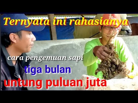 CARA PENGGEMUKAN SAPI YANG BENAR 2020 