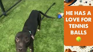 MEET BOOTS AT KC PET PROJECT