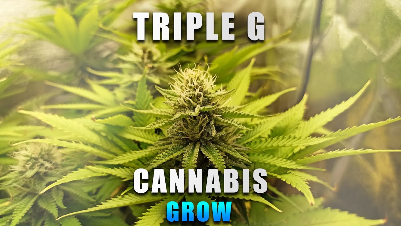 60x60 Growbox  Triple G Cannabis Grow Mars Hydro TS 1000