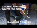 Catching Kingfish - How to kill & bleed a kingfish