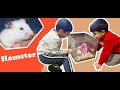 Cute Hamster /милый хомяк / TaronAren