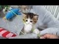 Here’s a kitten who doesn’t want to share his toys with anyone…
