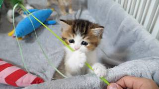 Here’s A Kitten Who Doesn’t Want To Share His Toys With Anyone…