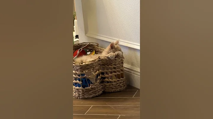 Video 11752531: maine coon kitten, maine coon toys, dog maine coon, kitten steals, kitten living, best kitten