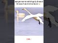 उड़ता हुआ बतख पानी में उतरा – प्रकृति का शानदार नज़ारा 🦆|#shorts #shortsvideo #shortsfeed #trending