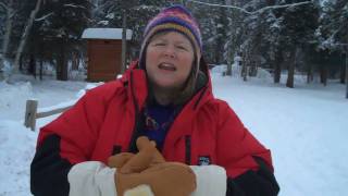 Sled Dog Ride Chena Hot Springs, Fairbanks Alaska