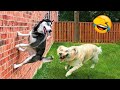 Best funniest animalss   funny dogs and catss 2023 7