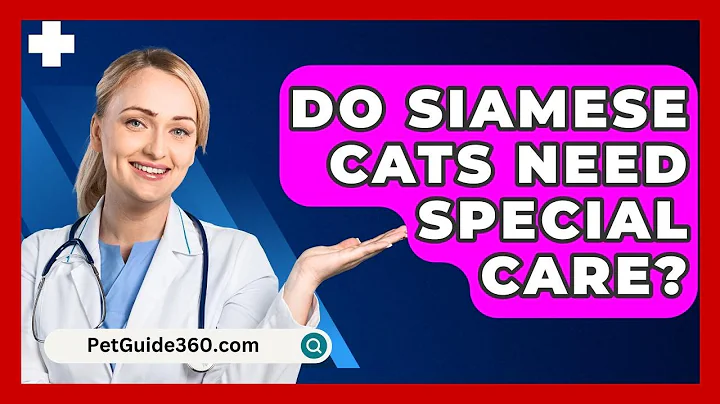 Do Siamese Cats Need Special Care? - PetGuide360.com