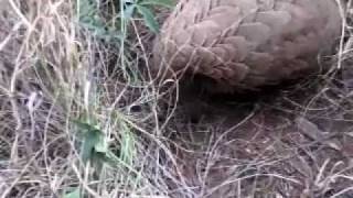 Young male Cape Pangolin foraging for ants #1