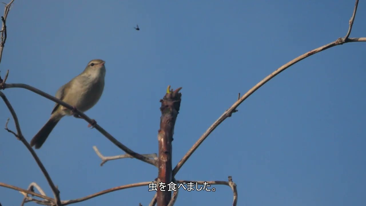 4K60P】ウグイス（2026年4月6日） - YouTube