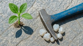 Top 10 Plants That Can Lead You to Gemstones