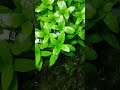 Аквариумные растения🌿🍀☘️❤ "Стоурогин репенс" Stourogyn repens