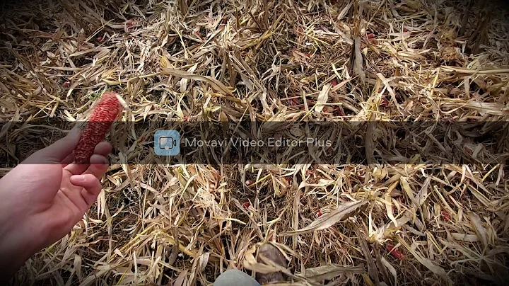 Corn Harvest 2020 with Gleaner L