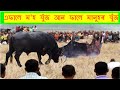 Buffalo Fight Moh Juj Mah Juj 2025 Buffalo Fight Moh Juj Mah Juj 2025