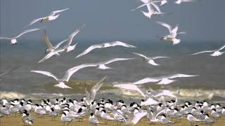 Smooth Jazz [Jimmie Highsmith Jr. - Still Moments Grandma's Song] - ♫ RE ♫